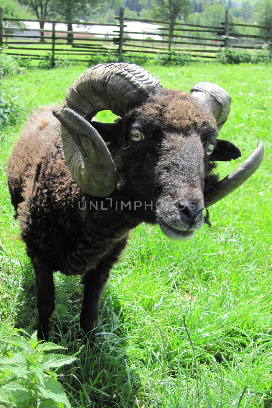 black mouflon from the small czech farm 