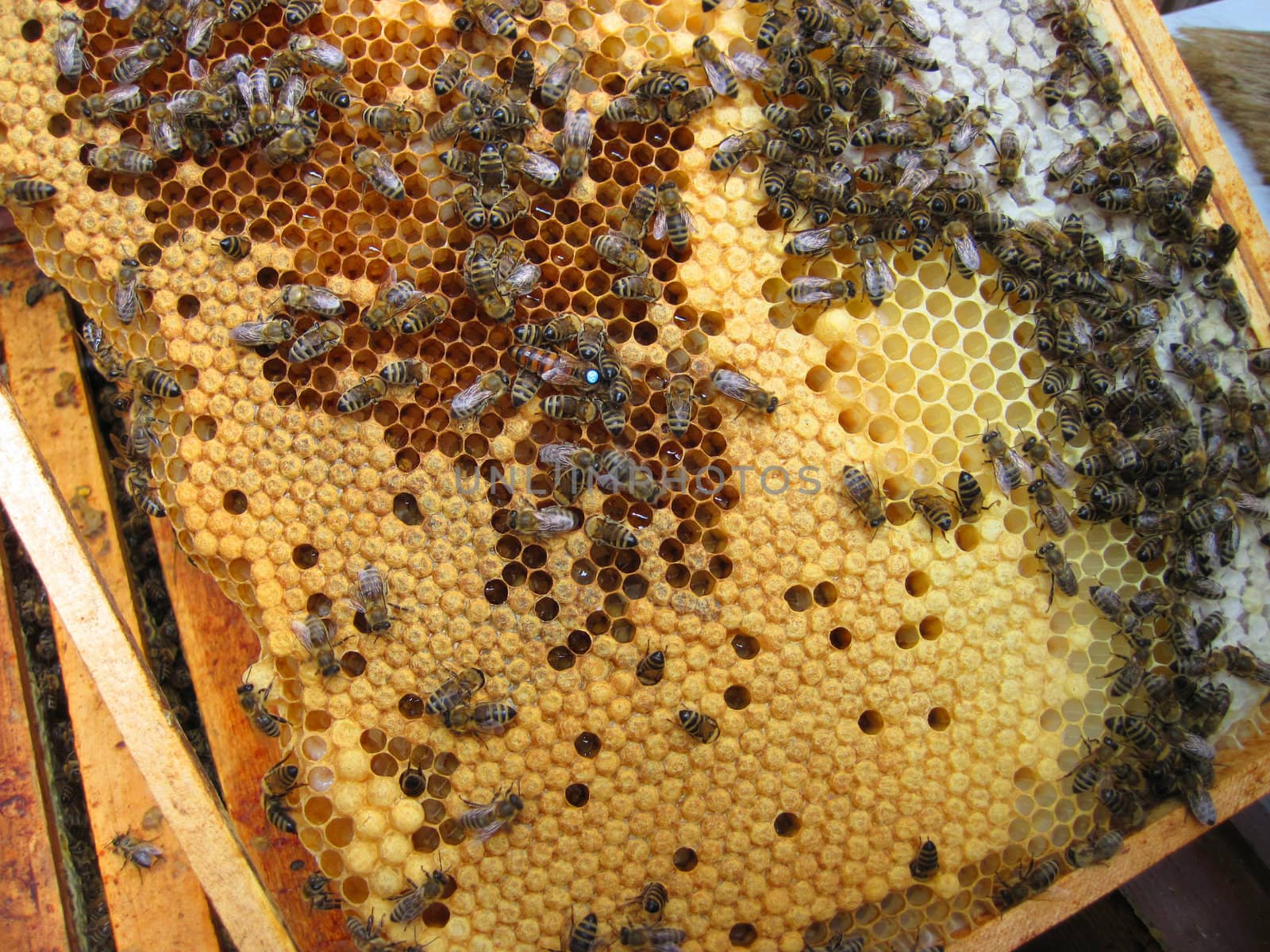 bees and mother of bees (with number)