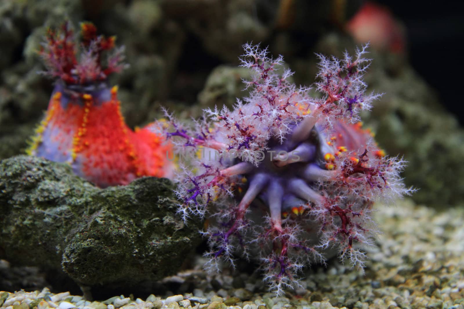 nice color corals from the red sea 