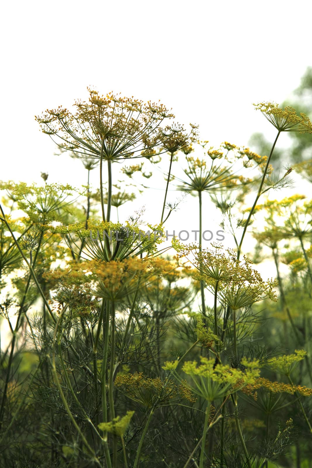 green dill as nice natural herbs background