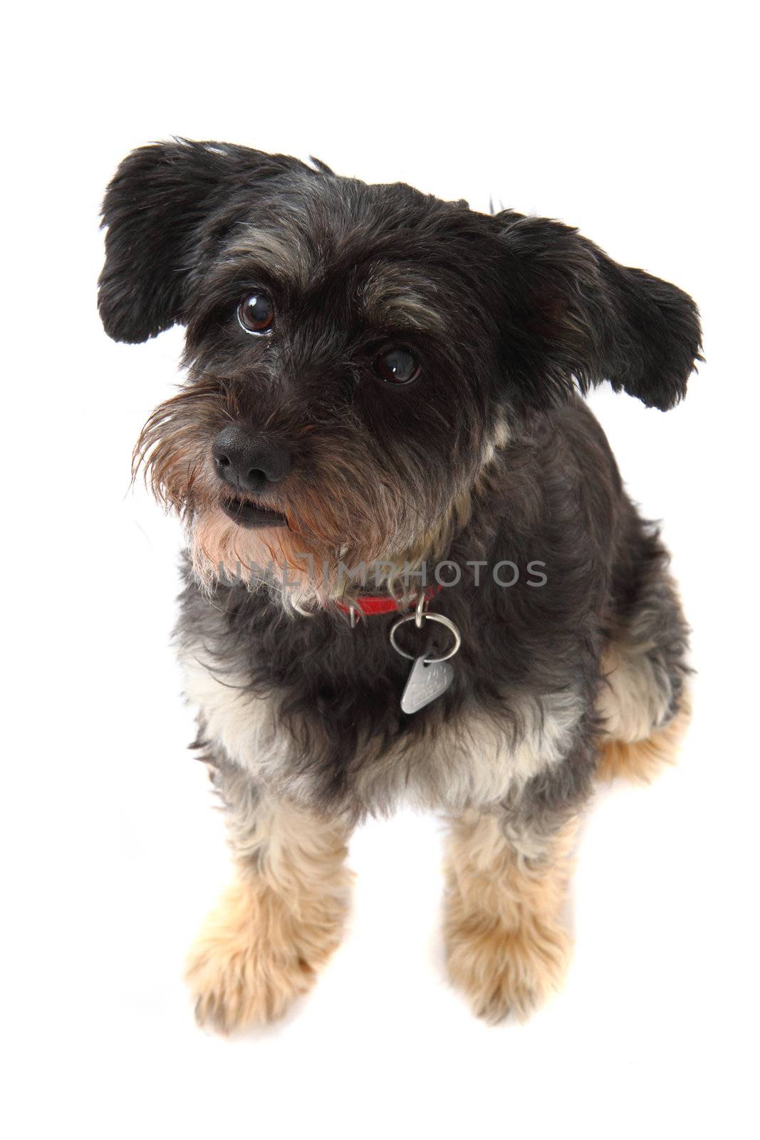 small dog isolated on the white background