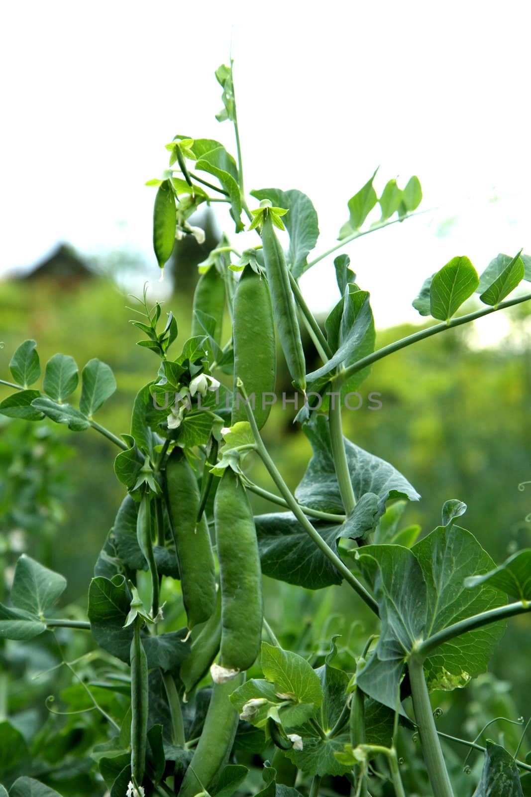 nice green pea from the small czech farm