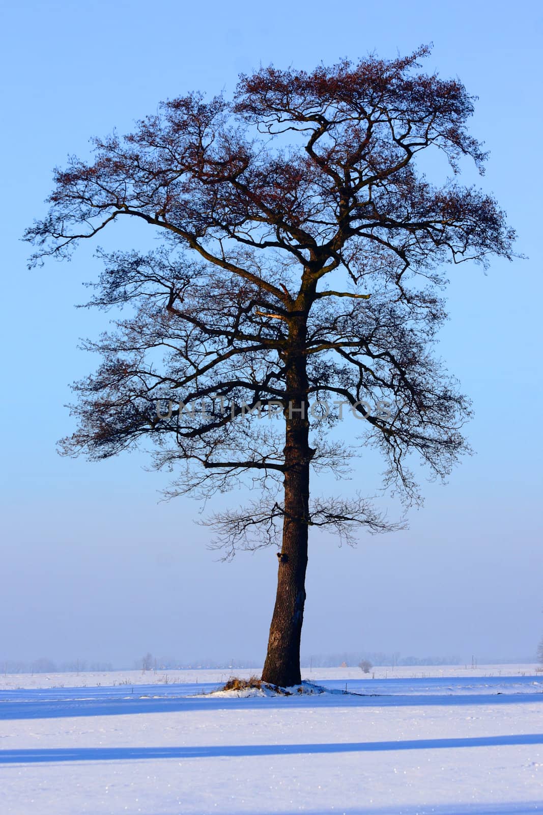 tree in the witer with the blue sky
