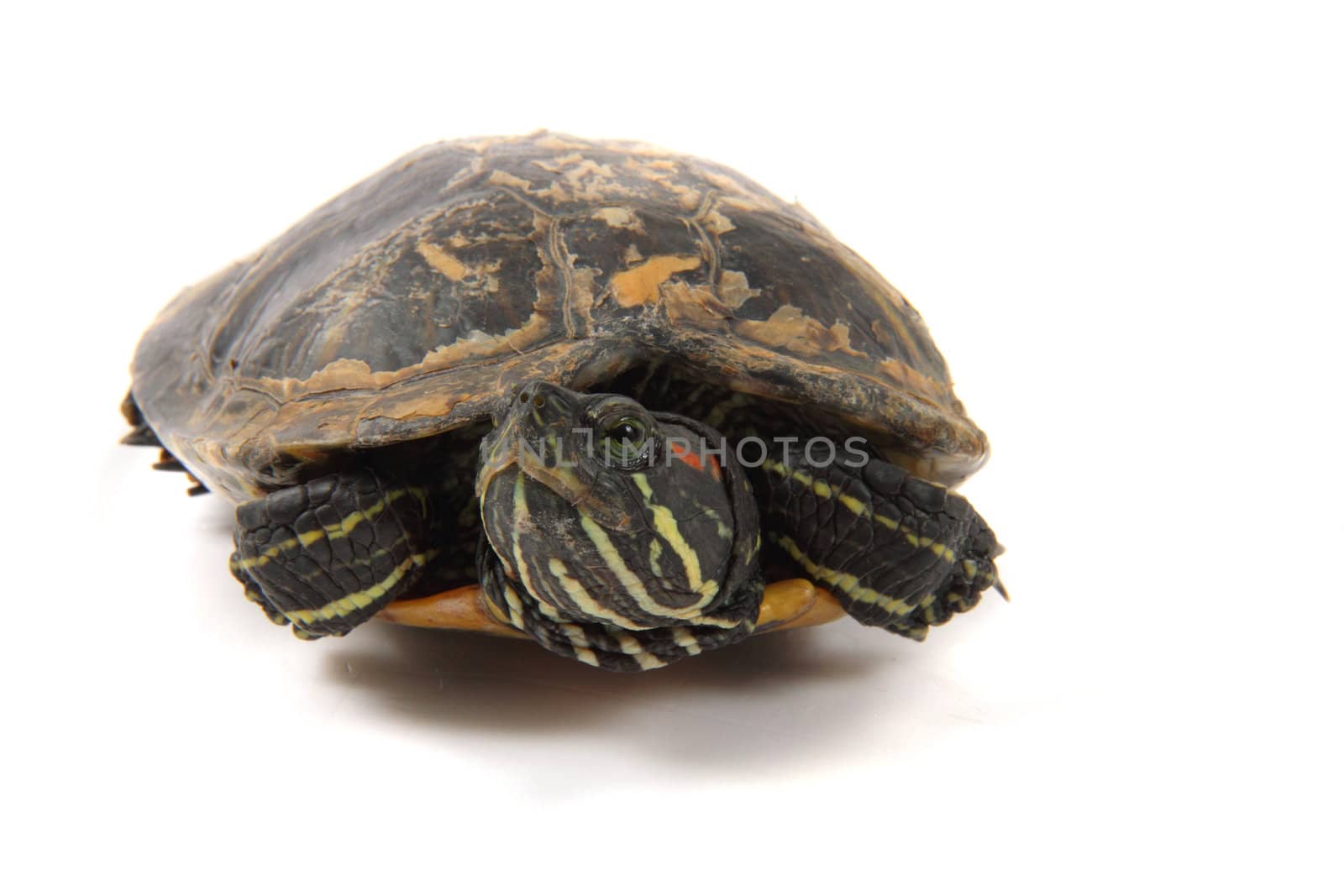 water turtle isolated on the white background