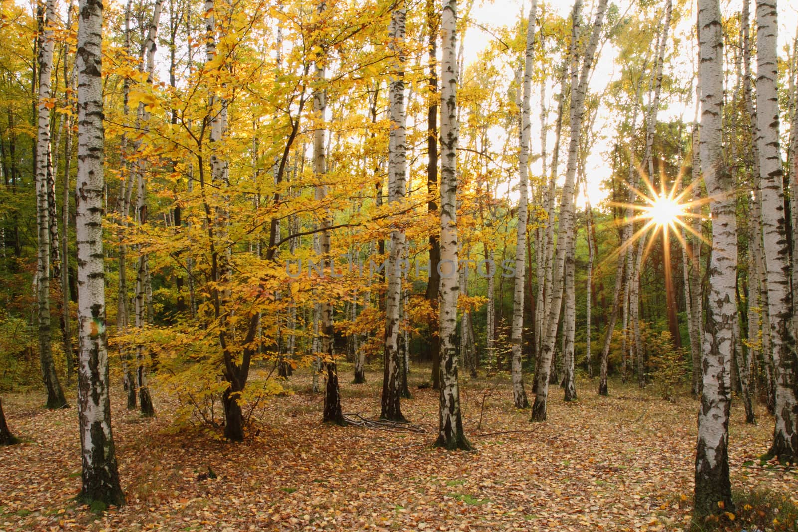 very nice autumn forest with the sun in the leaves