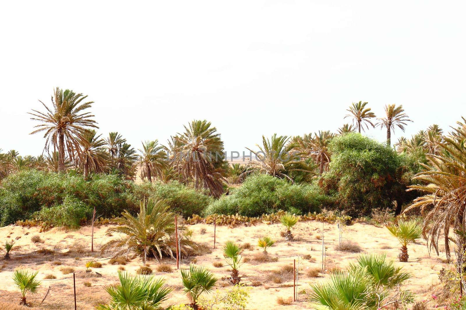 green oasis in the Tunisia near Sahara desert 