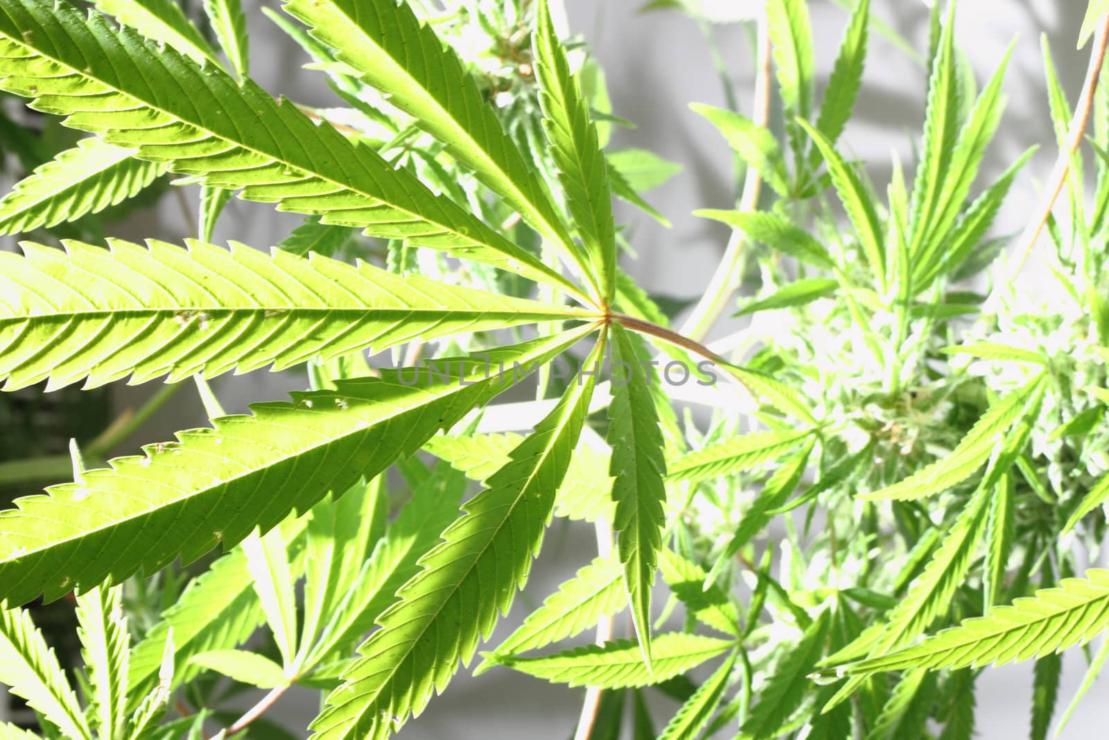 cannabis plant isolated on the white background