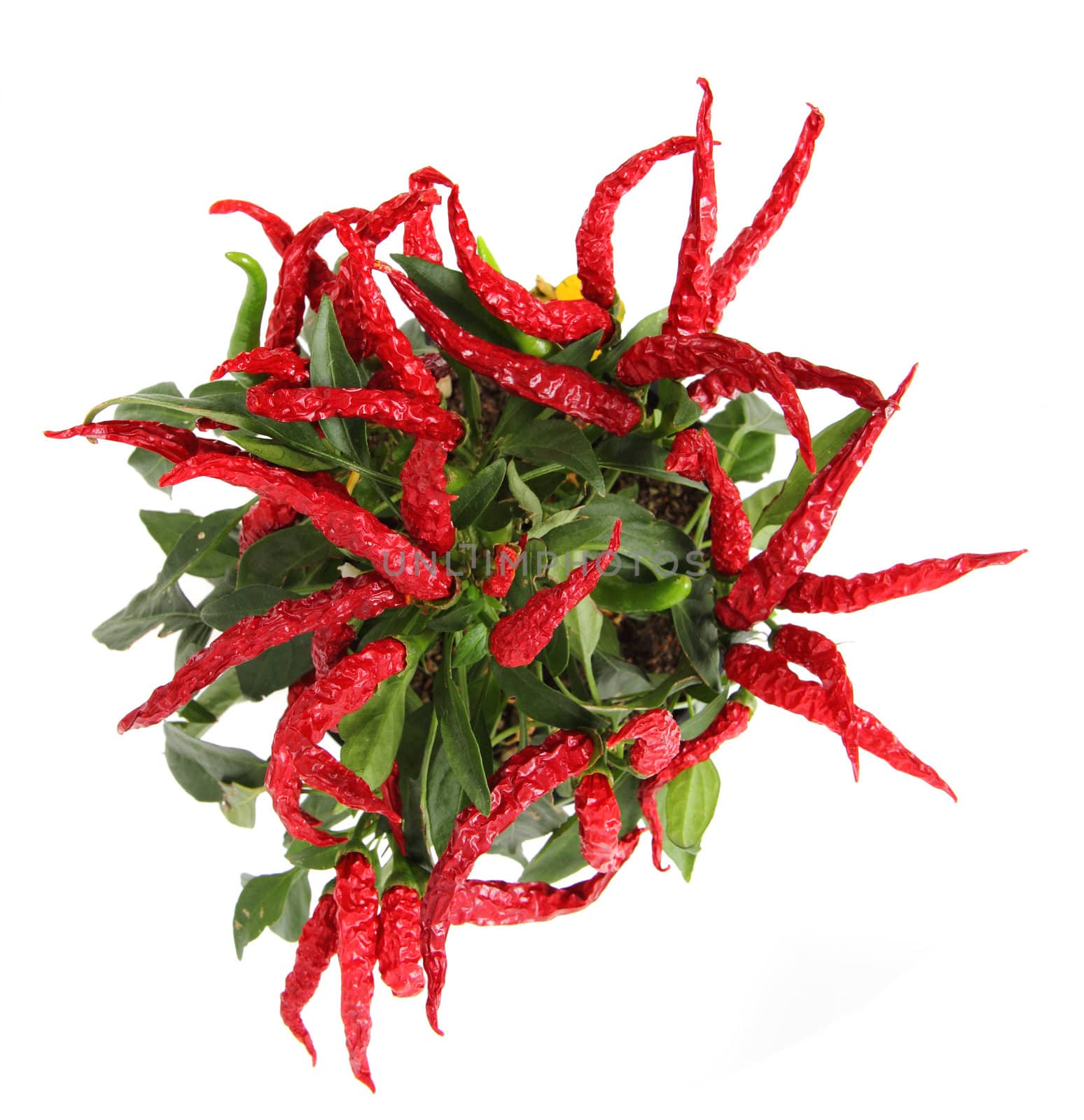 red chili isolated on the white background 