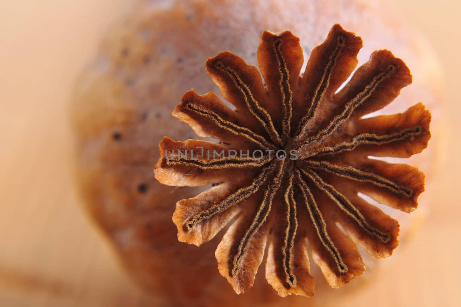 detail of poppy head as very nice natural background