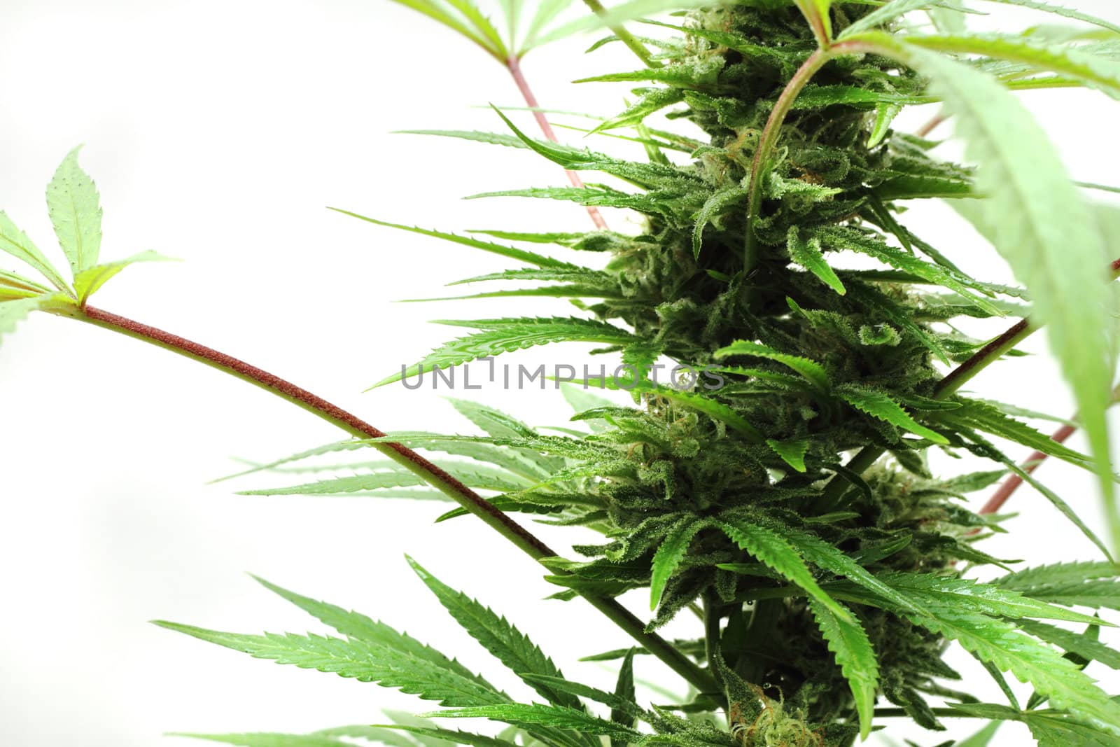 cannabis plant isolated on the white background