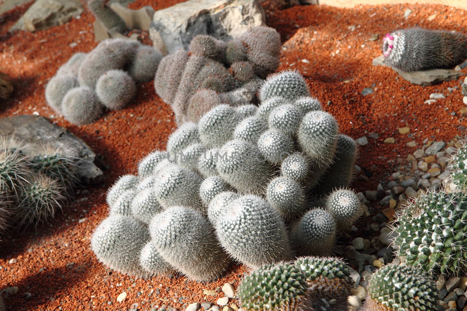 cactuses collection as very specific plant background