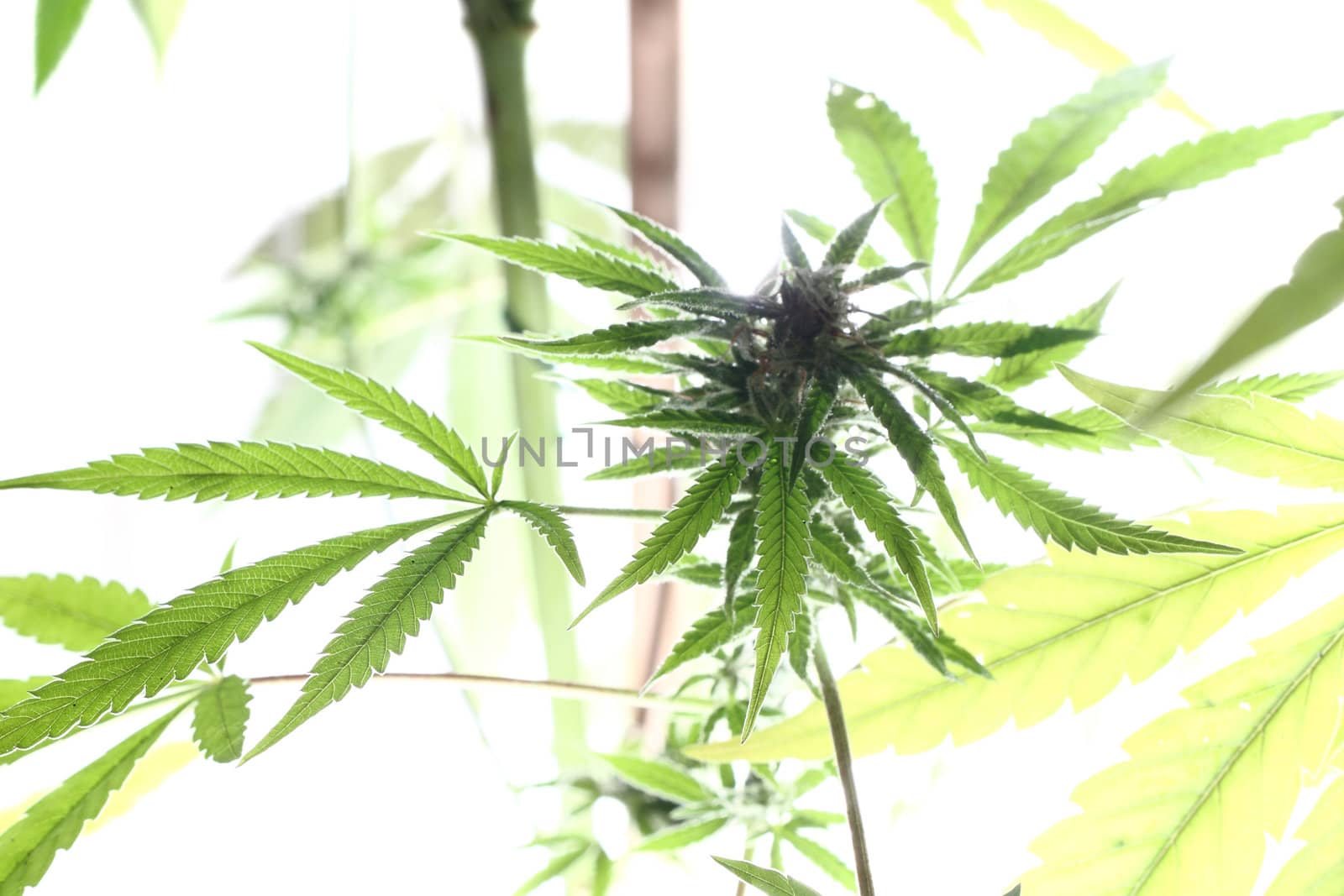 cannabis plant isolated on the white background