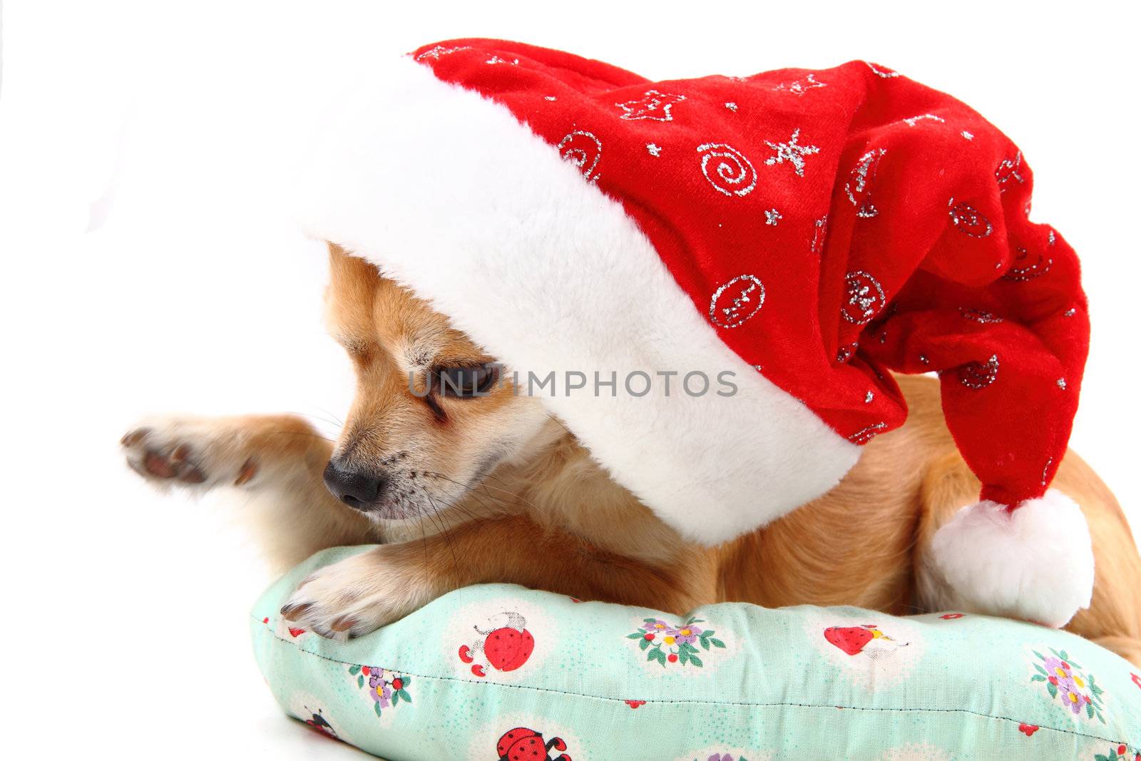 sweet chihuahua in christmas cap isolated on the white background