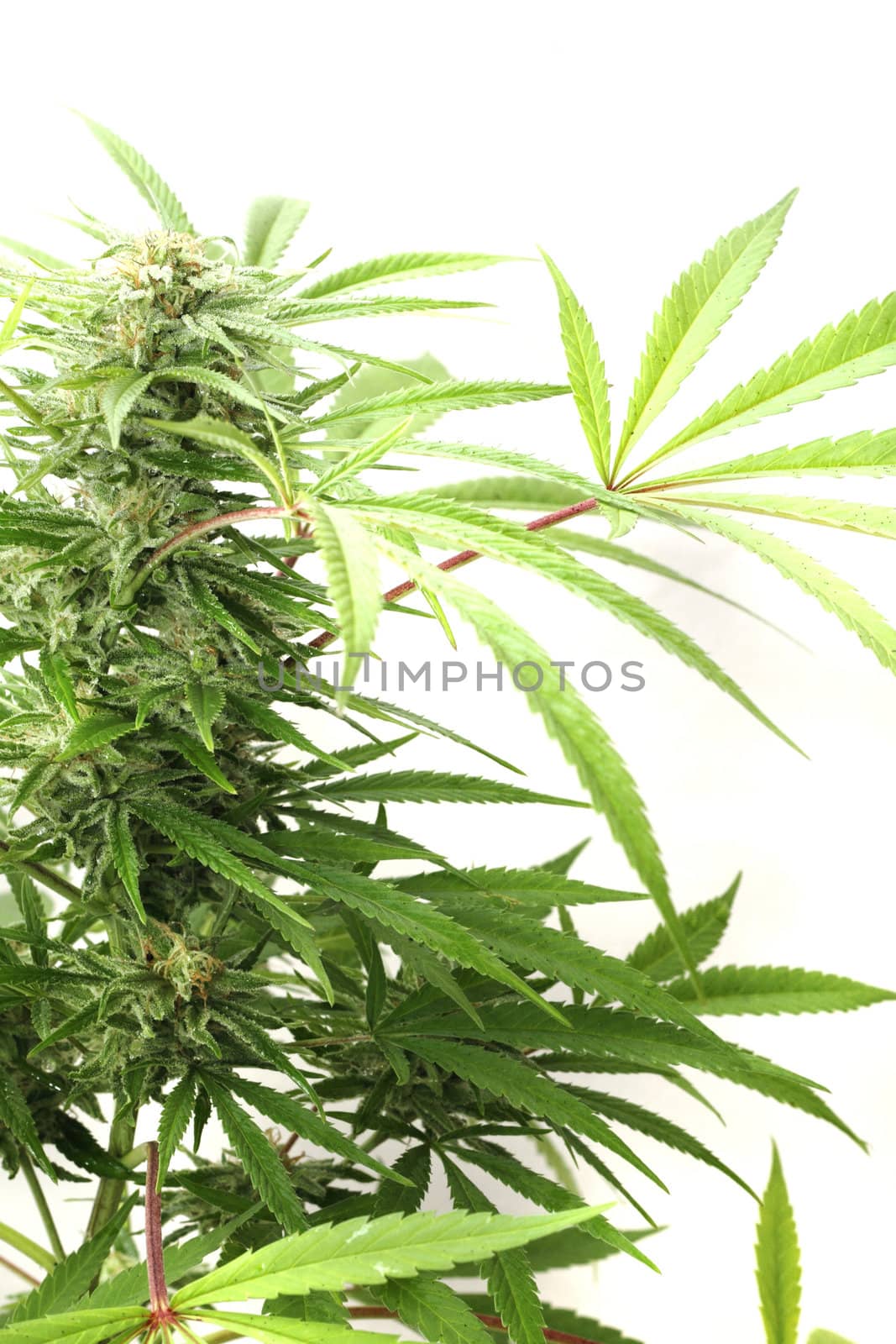 cannabis plant isolated on the white background