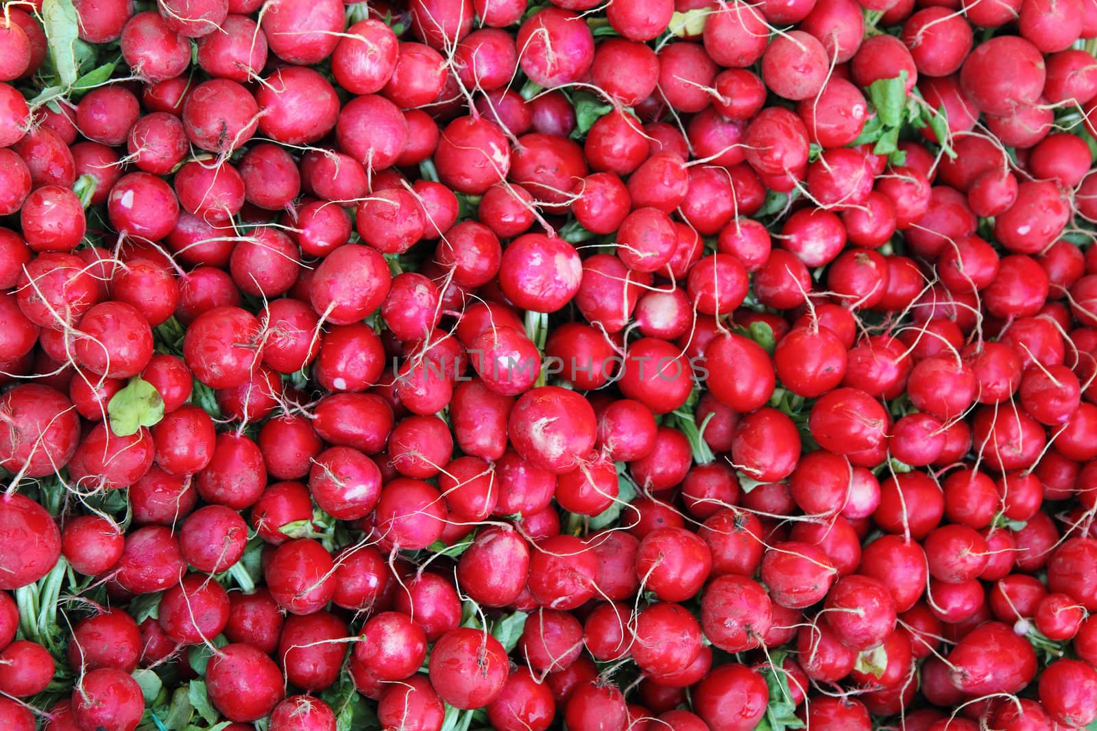 fresh red radishes as nice vegetable background