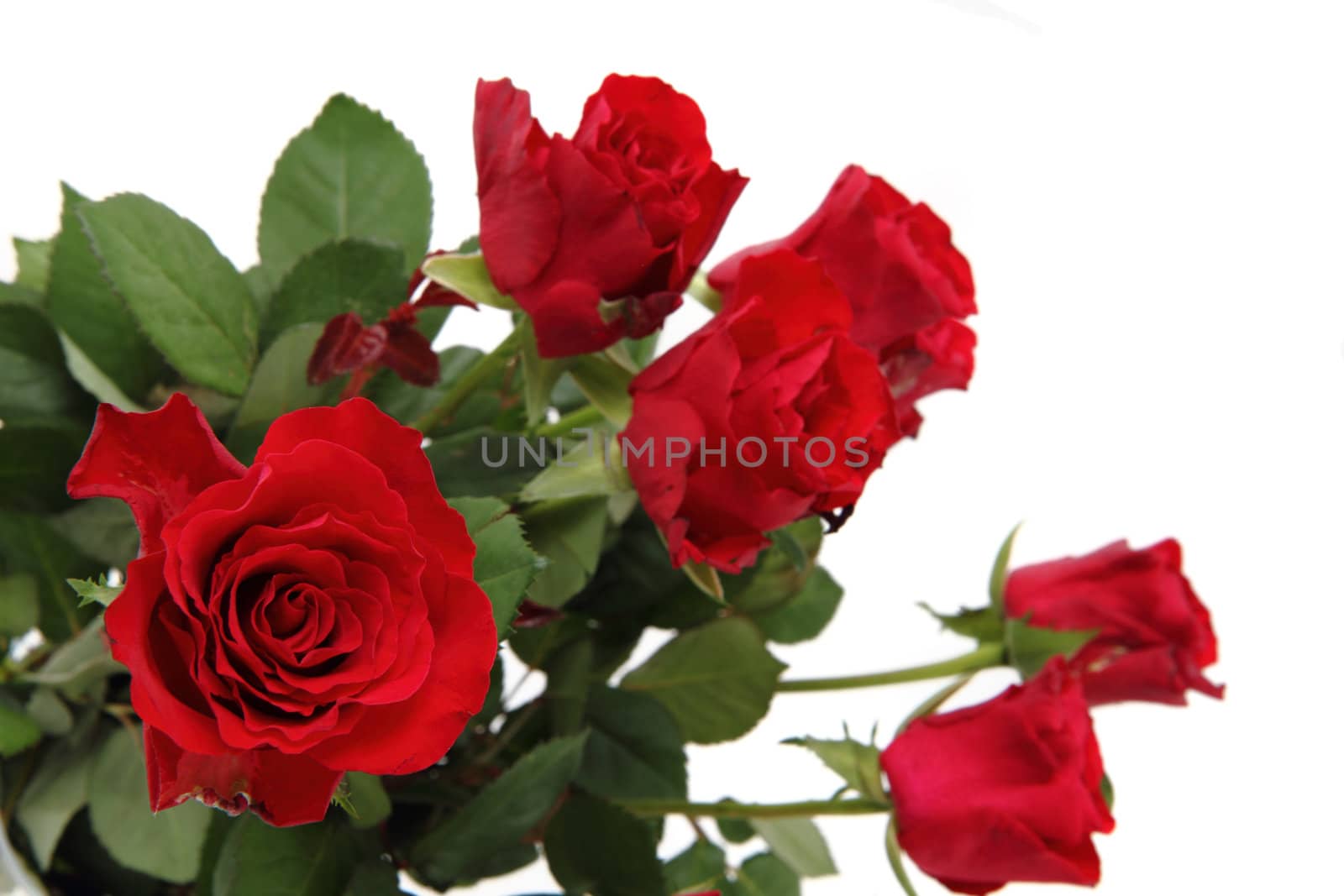 red roses by jonnysek