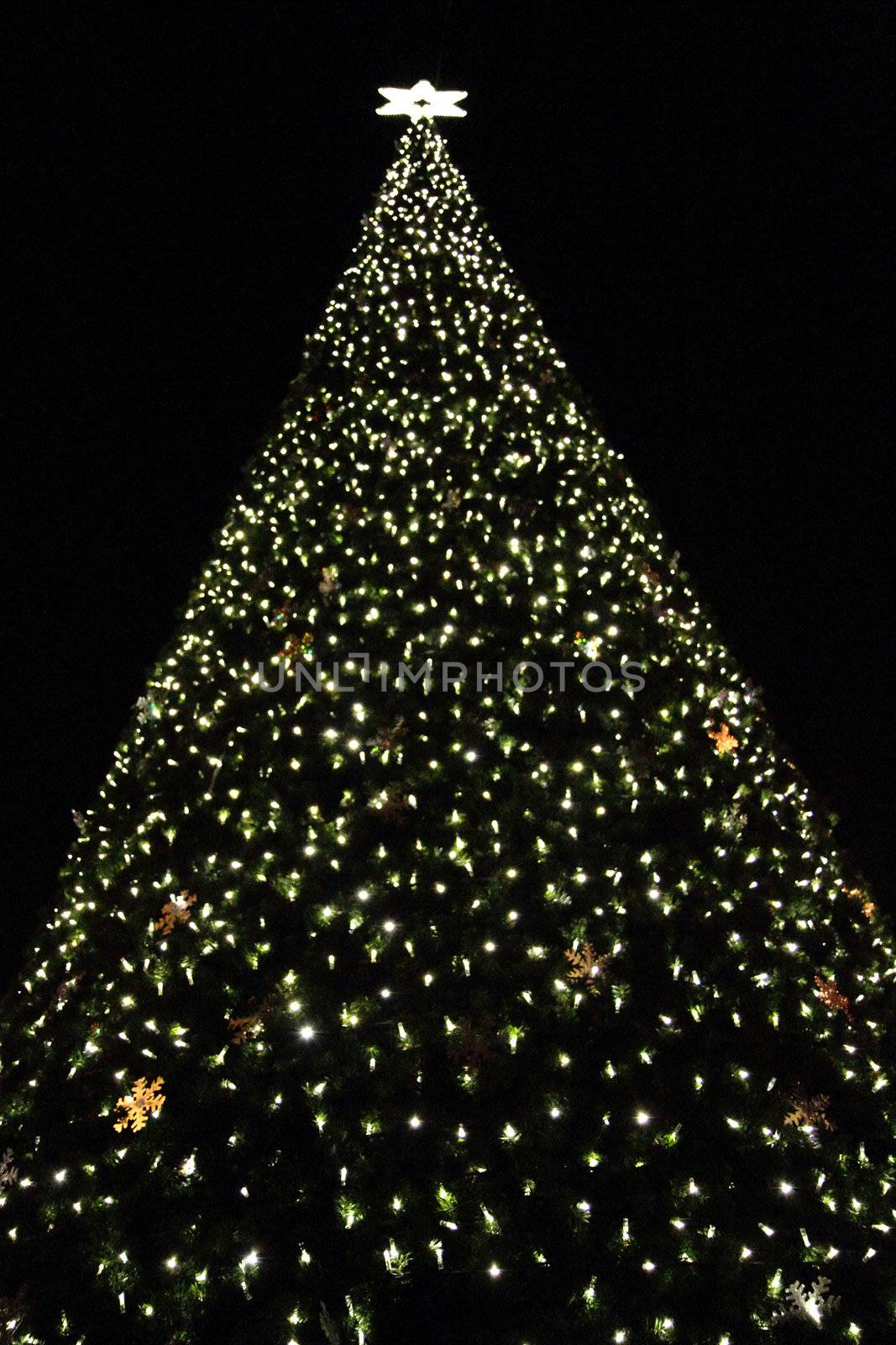 big christmas tree in the dark night 