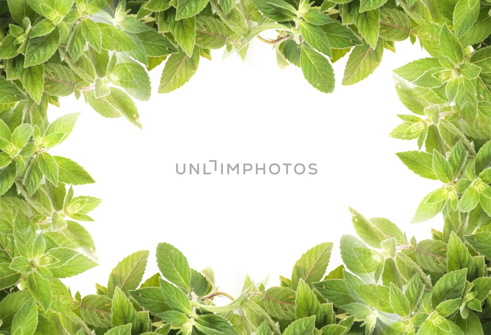 natural fresh herb  background from the mint