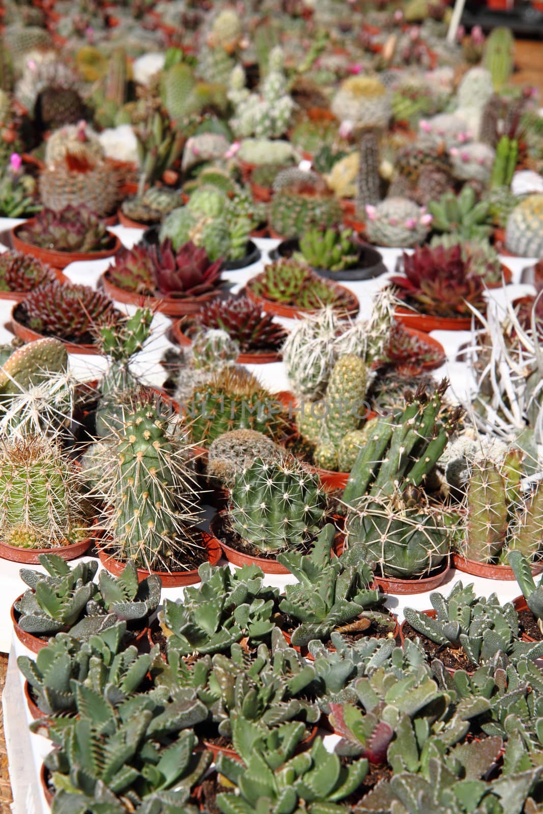 cactuses collection as very specific plant background