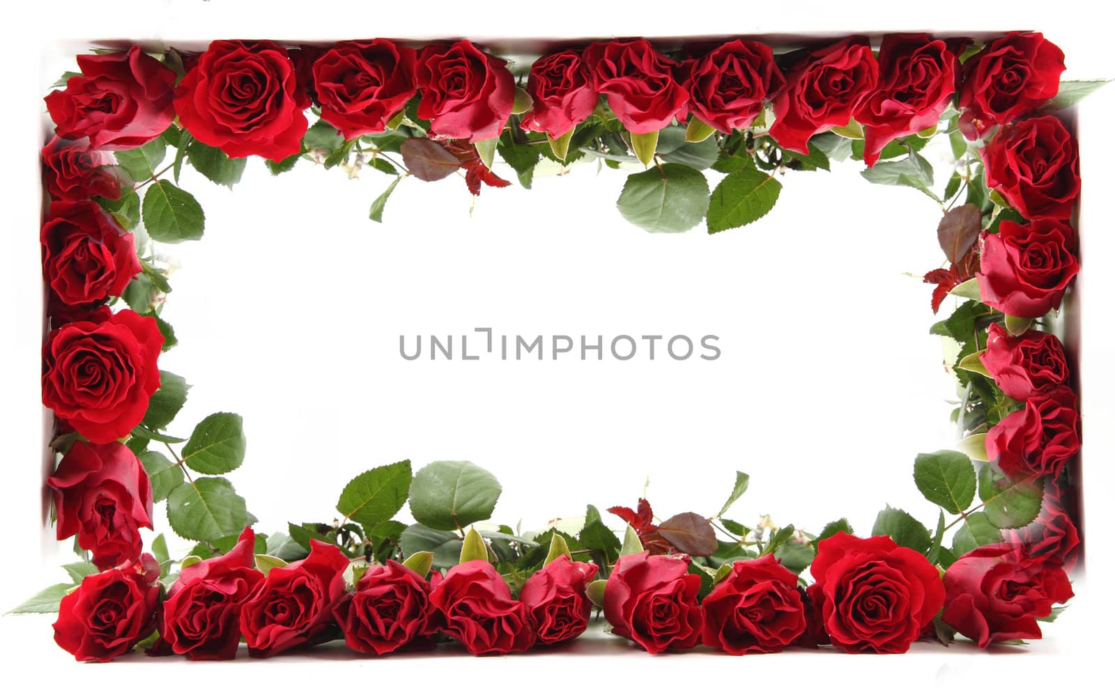 red roses frame isolated on the white background