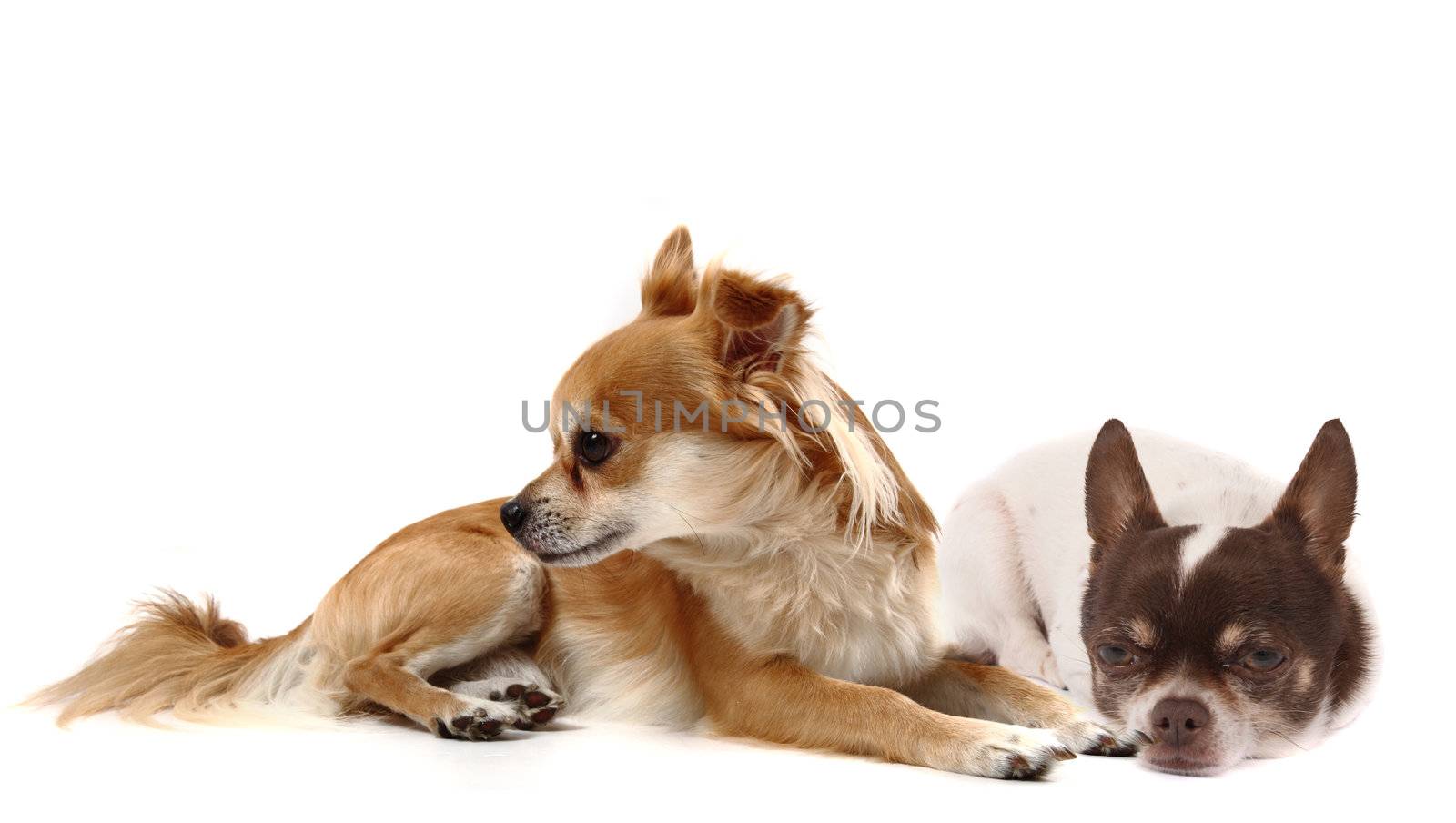 small chihuahuas isolated on the white background