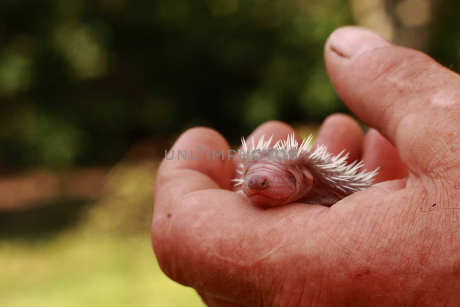 small hedgehog (newborn) in the human hand