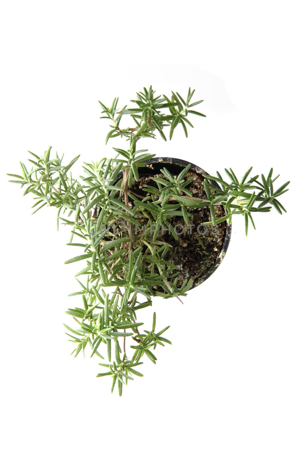 rosemary plant isolated on the white background