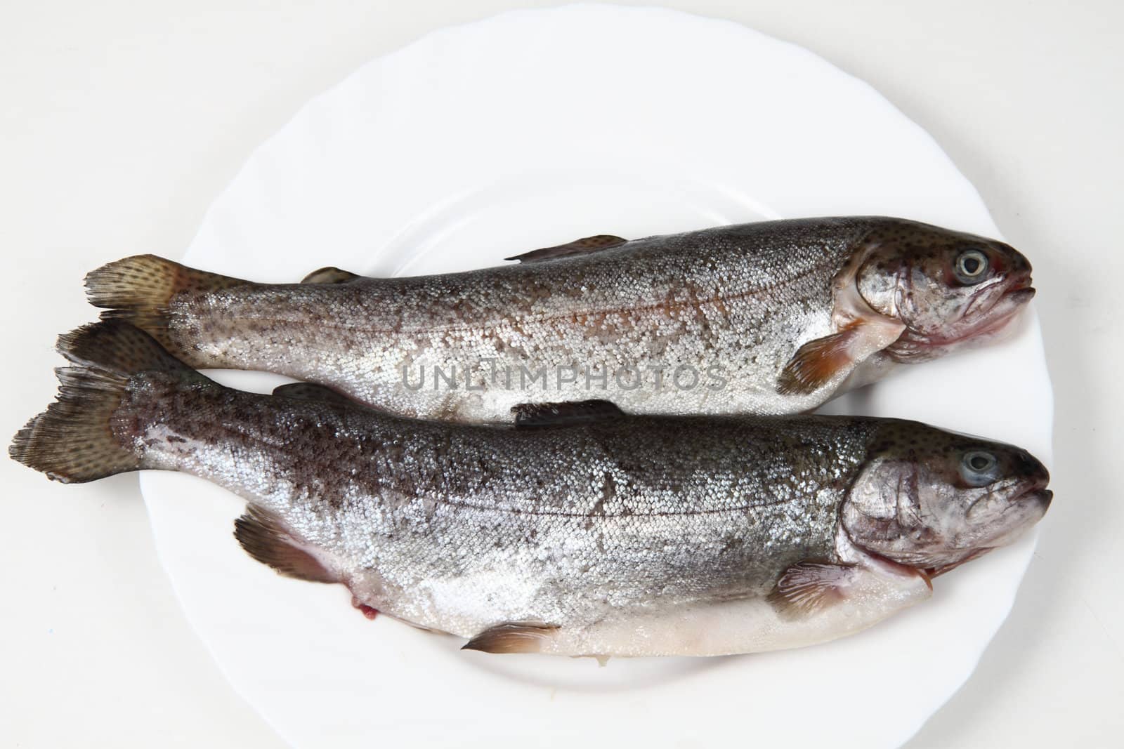 raw trout fishes isolated on the white background