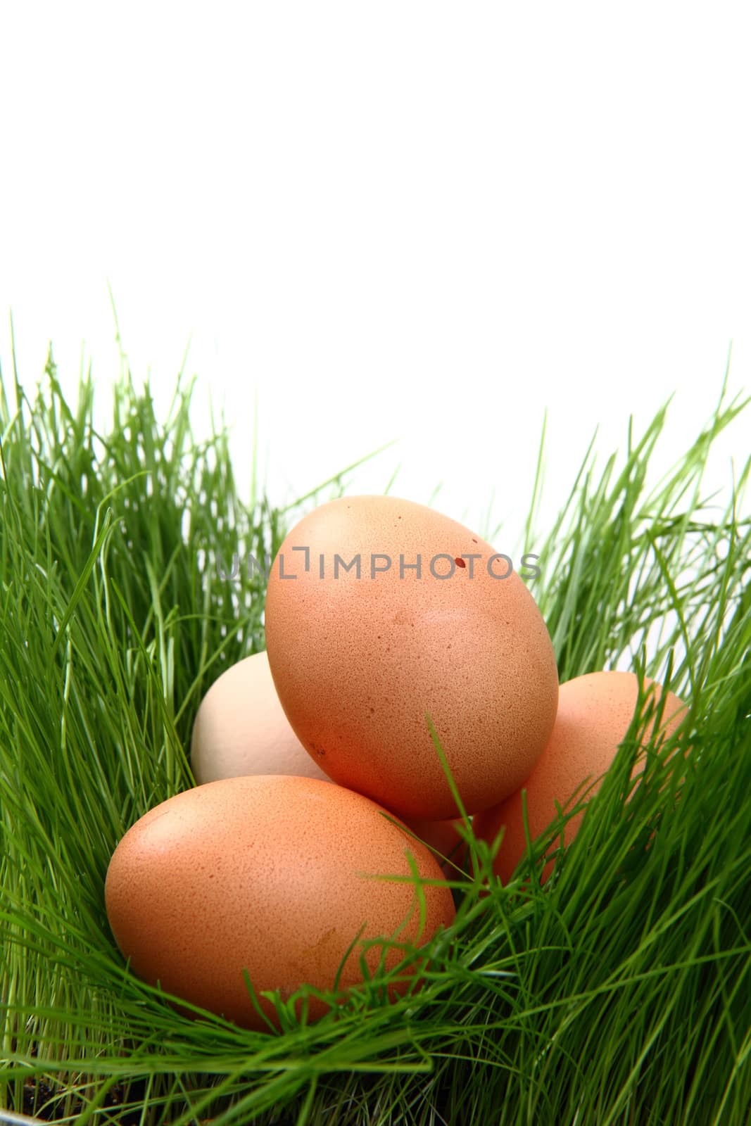 easter eggs in the green grass isolated on the white background