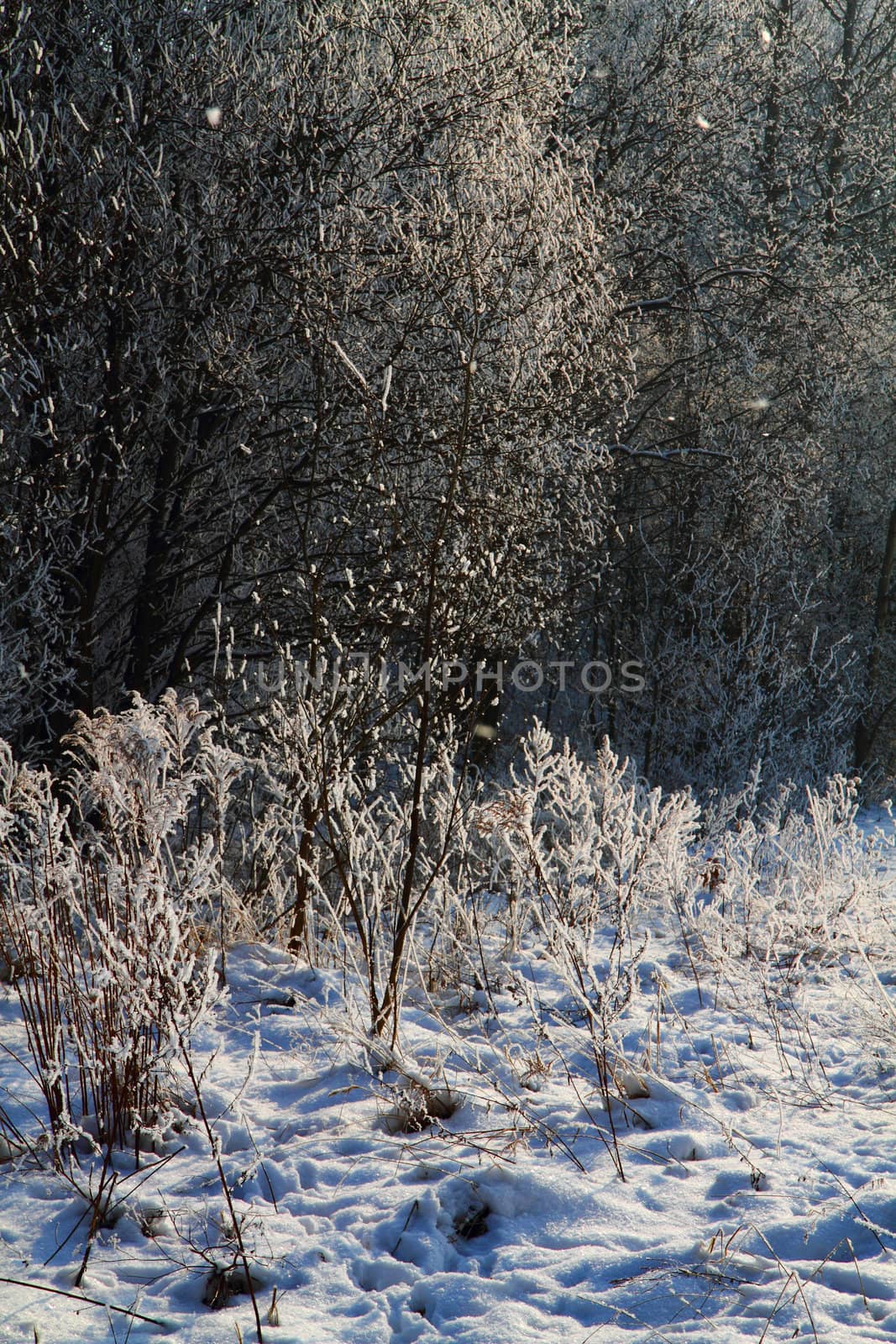 winter country wirh fresh snowas nice christmas background