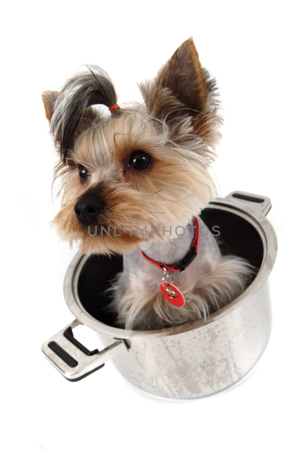yorkshire terrier in the pot isolated on the white background