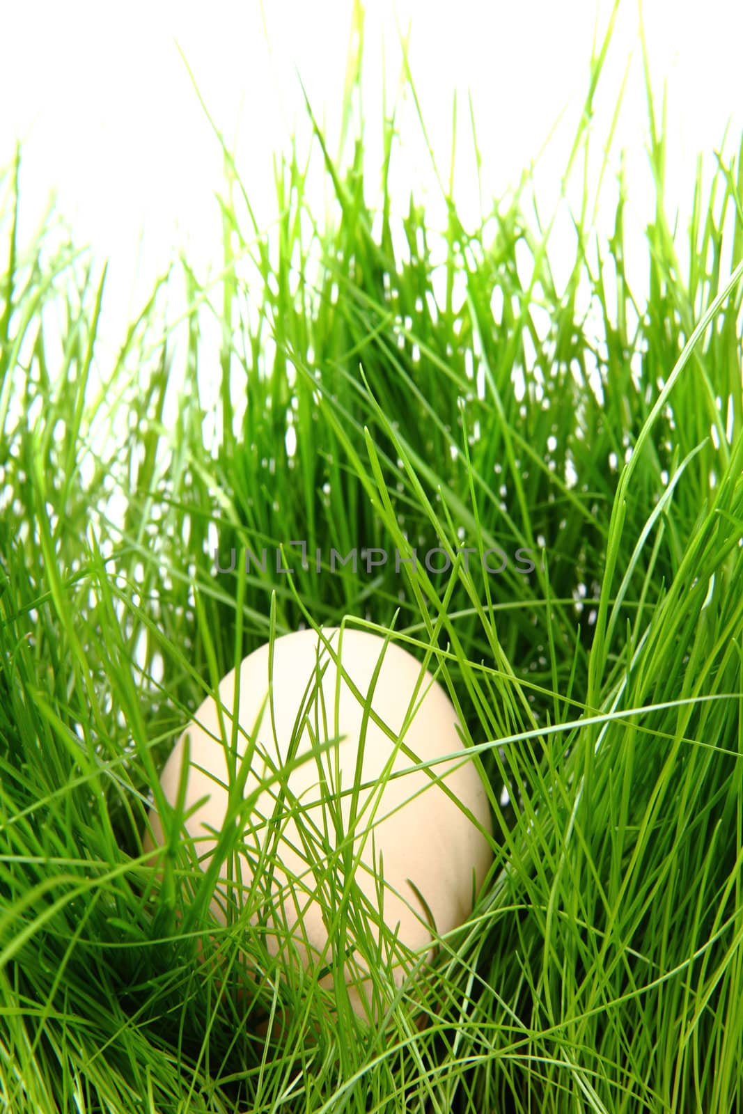 easter egg in the green spring grass 