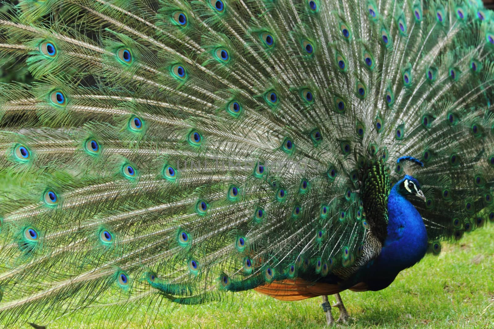 very nice peacock as color animal background
