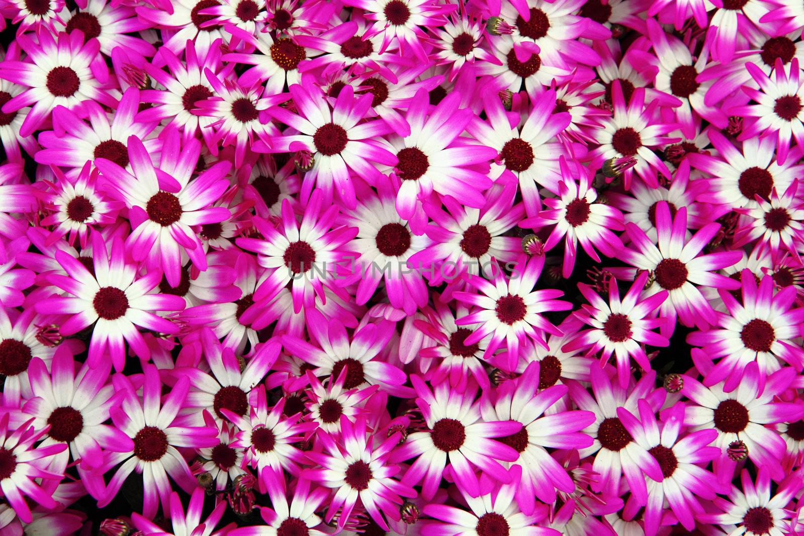 violet and white flowers asi nice natural background