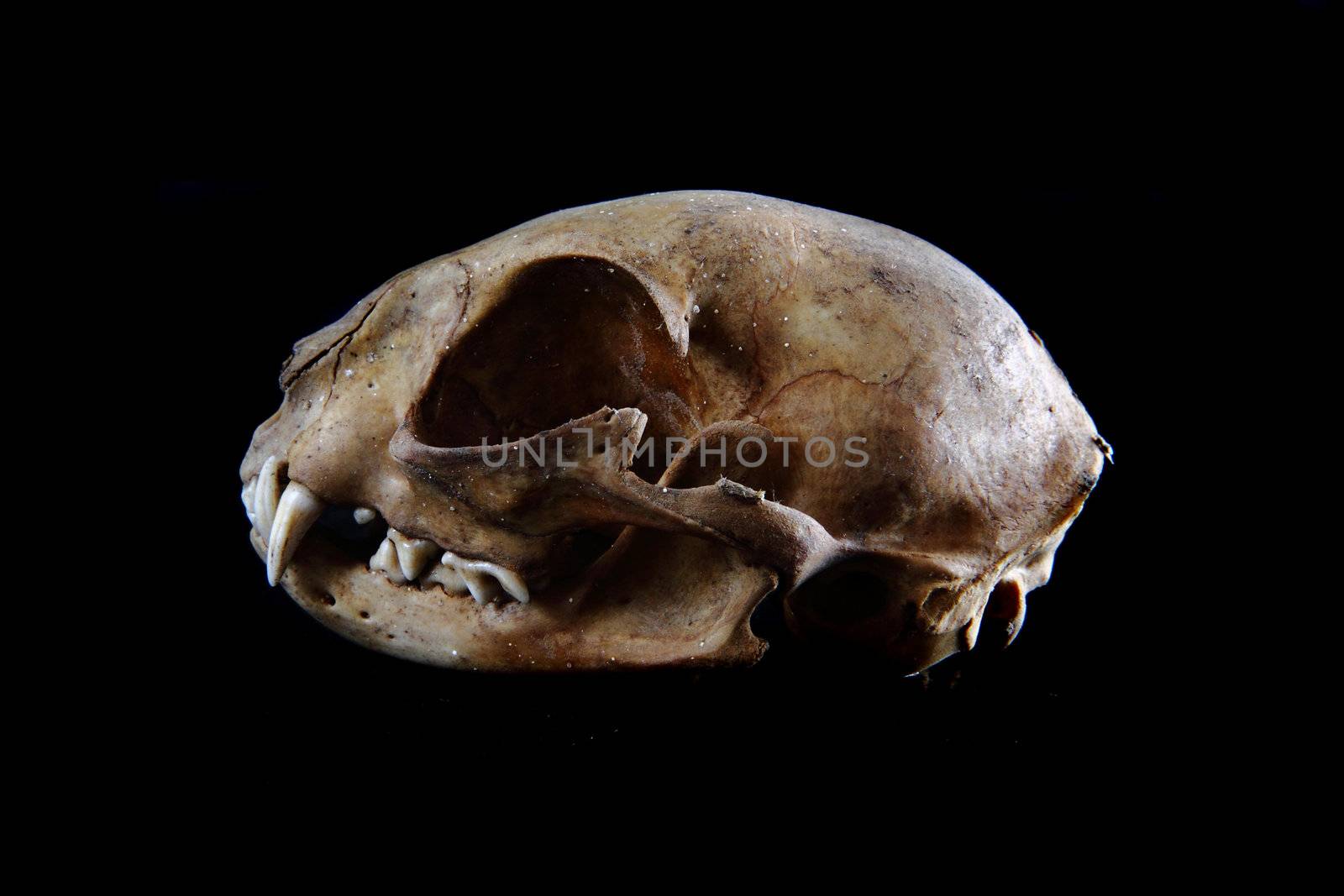 cat skull isolated on the black background