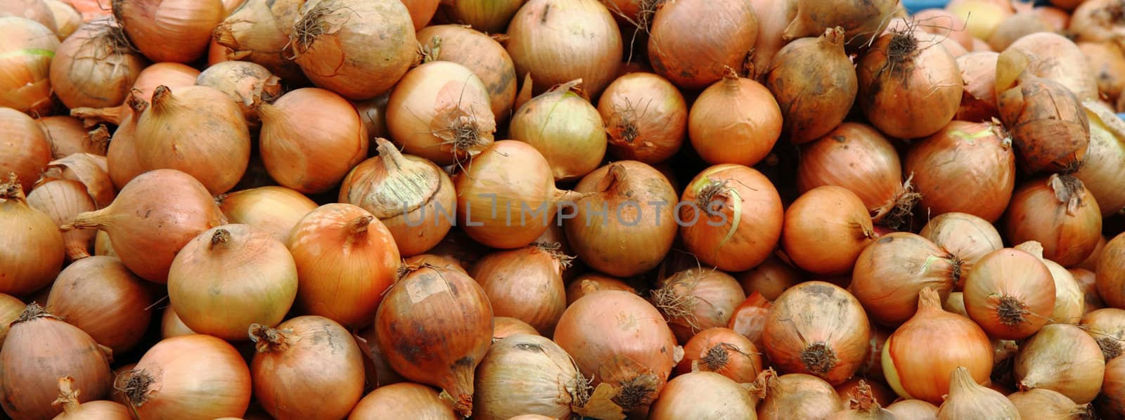 onion from small home farm as nice vegetable background