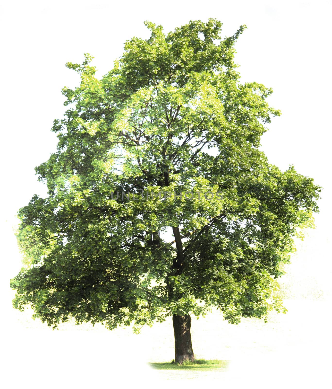 green tree isolated on the white background