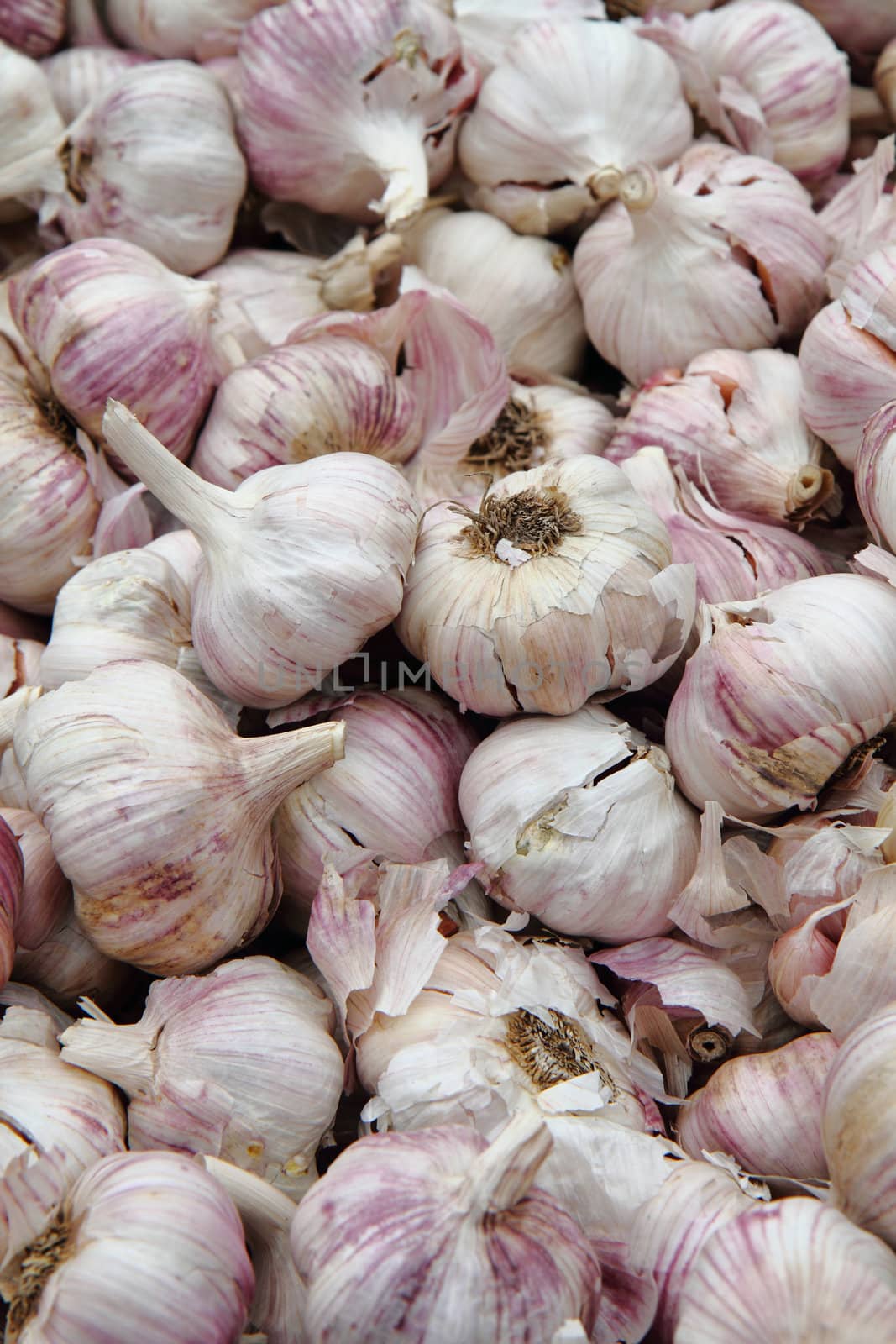 garlic from small home farm as nice vegetable background