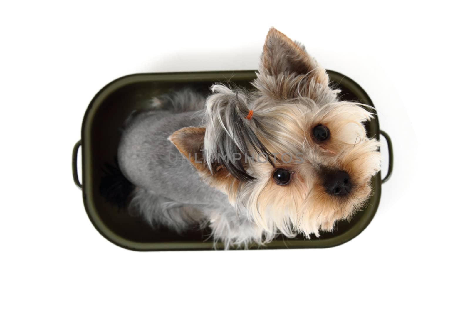 yorkshire terrier in the pot isolated on the white background