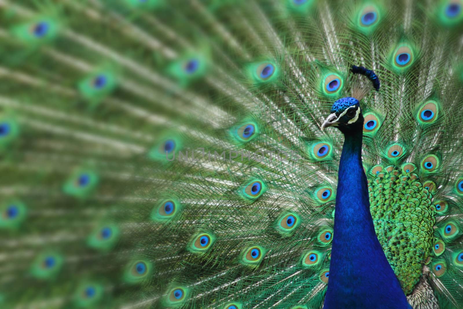 peacock with nice feathers as nice natural background
