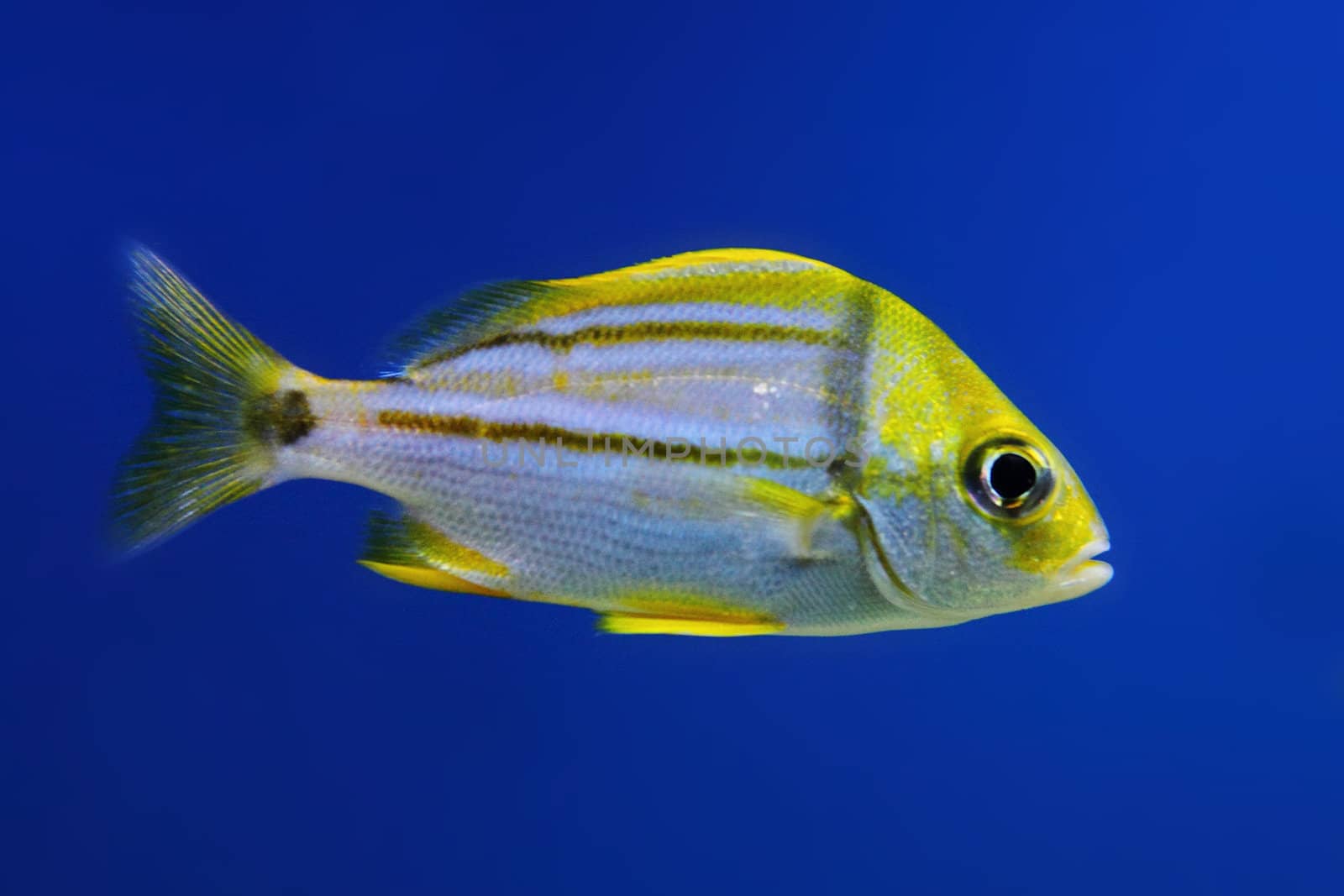 exotis fish in ywllow color on the blue background