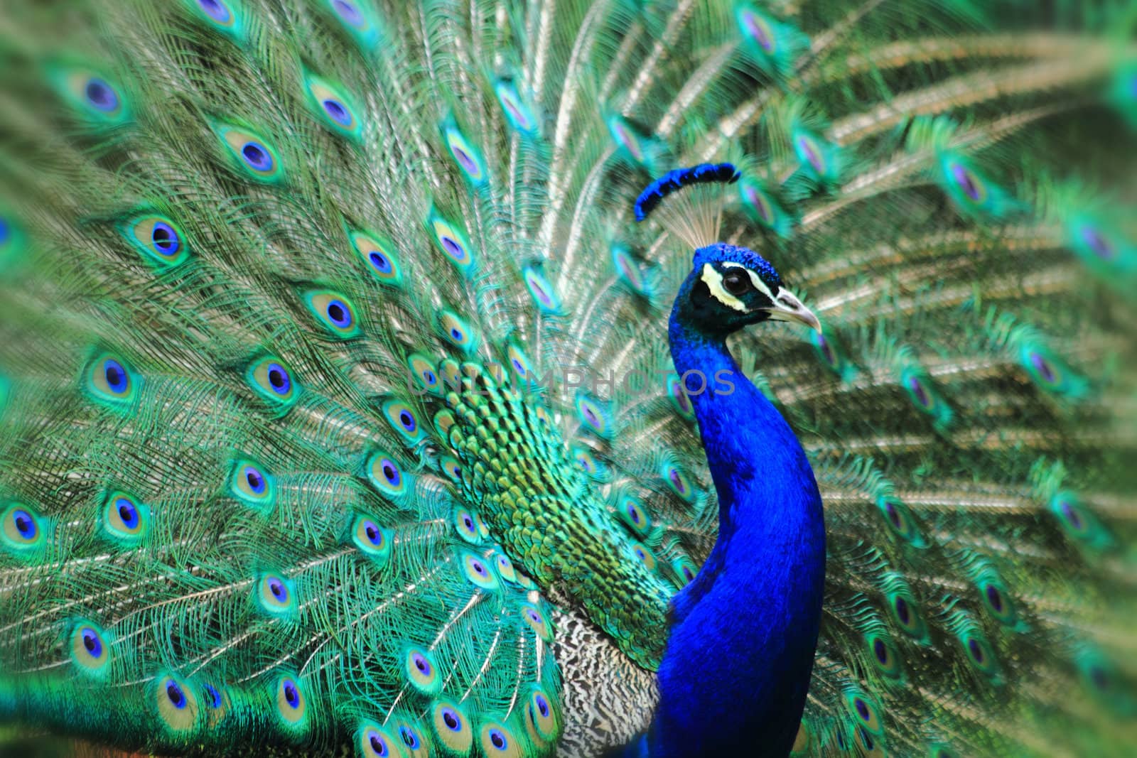 very nice peacock as color animal background