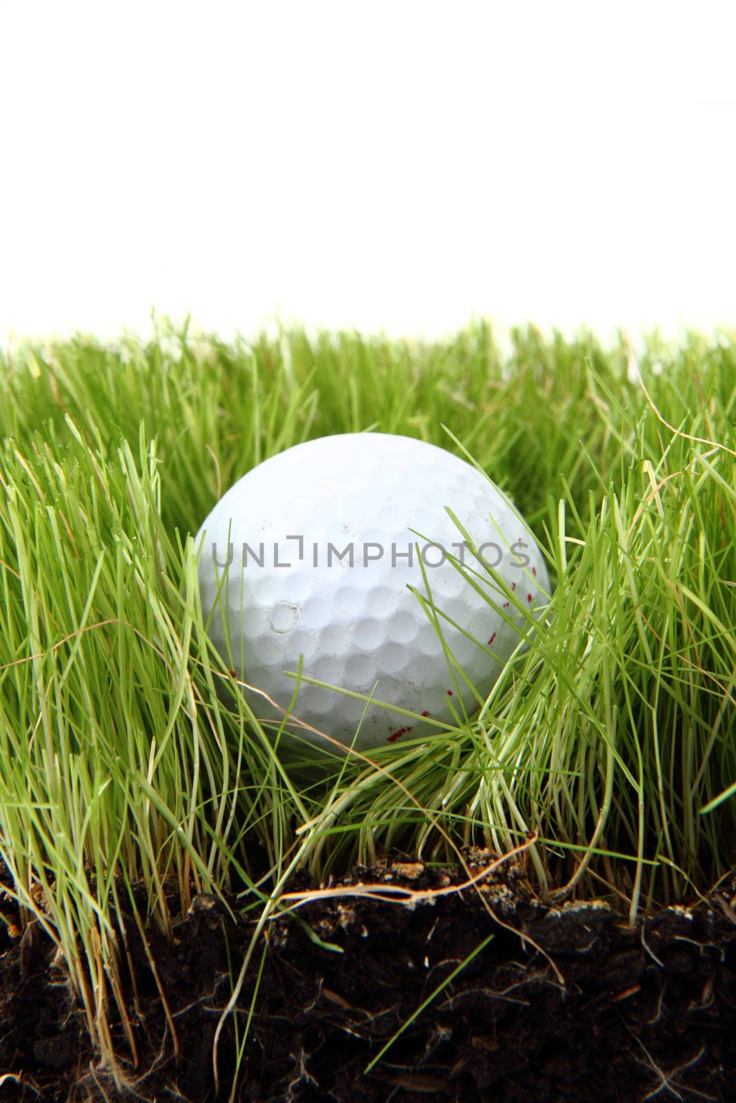 golf ball in the green grass as nice sport background