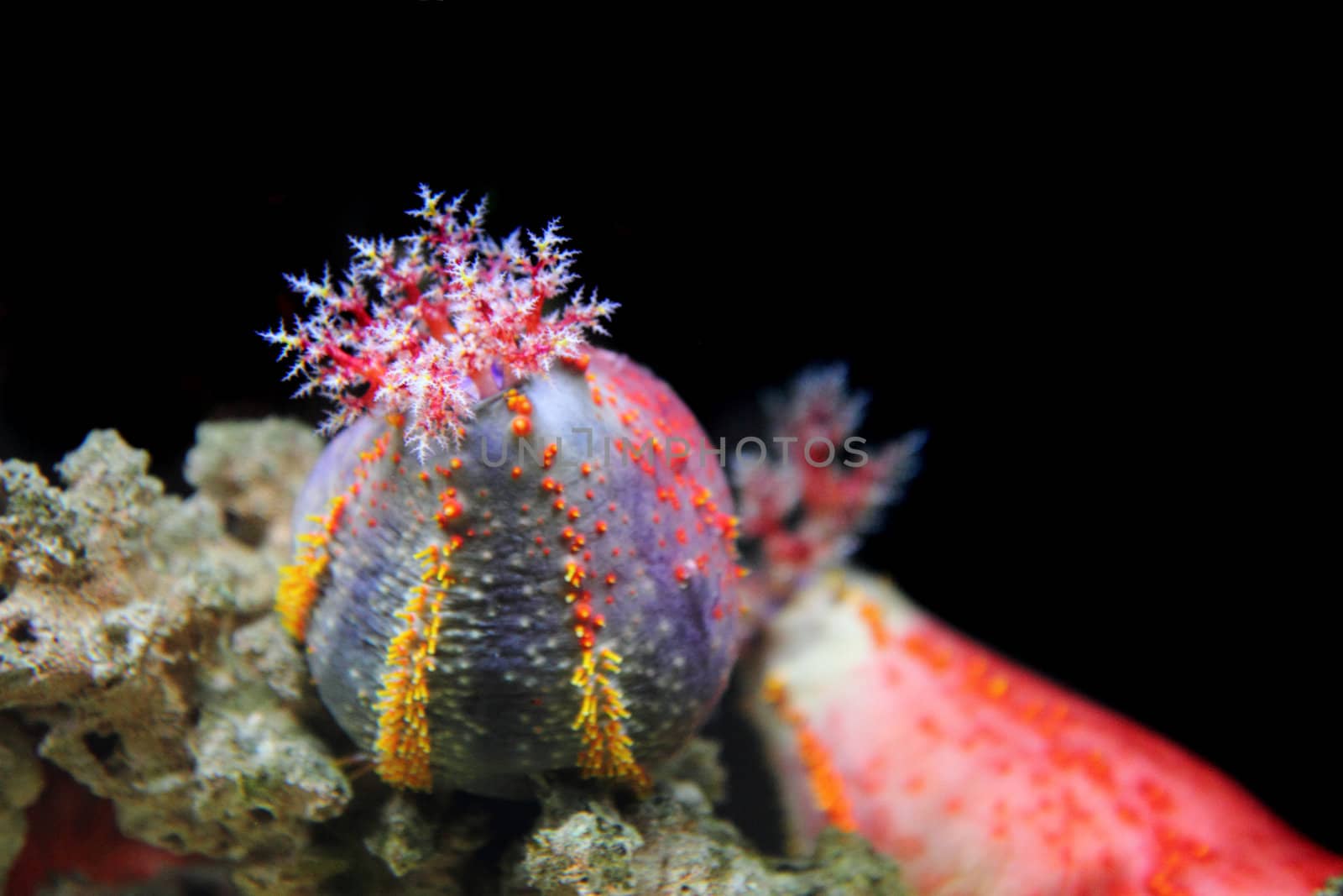 color anemone isolated on the black background 