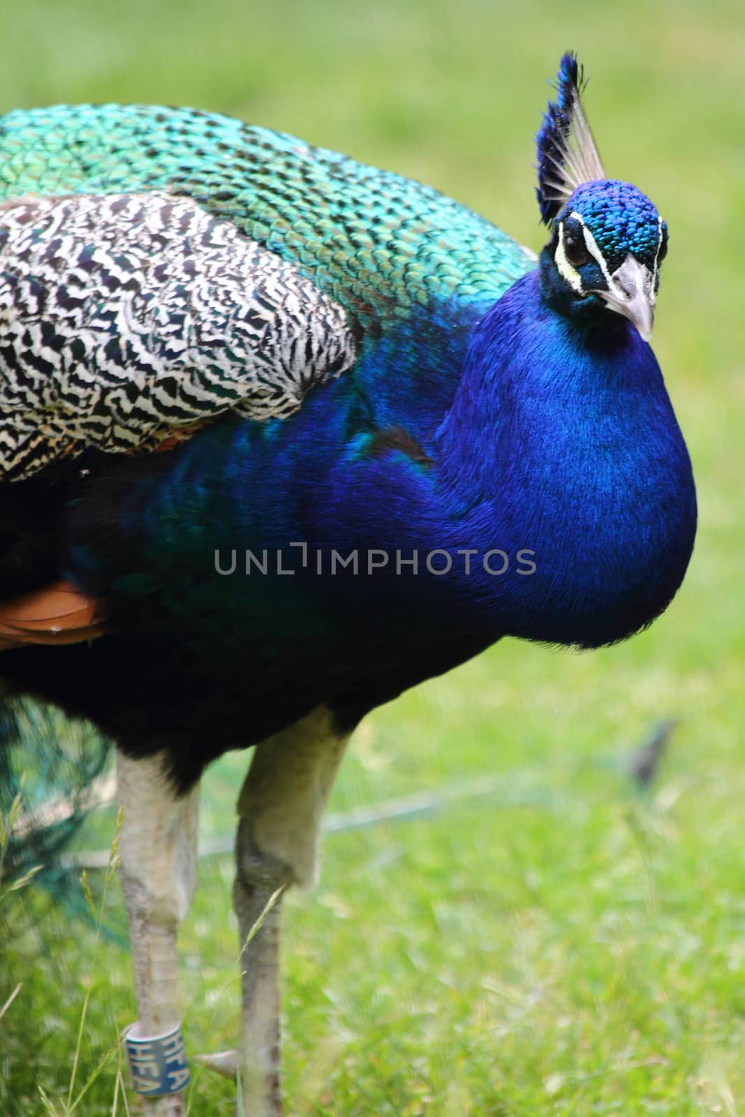 nice blue and green peacock by jonnysek