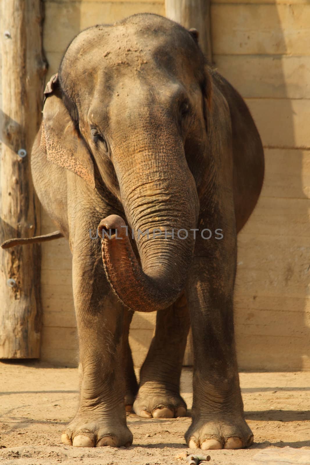 elephant by jonnysek