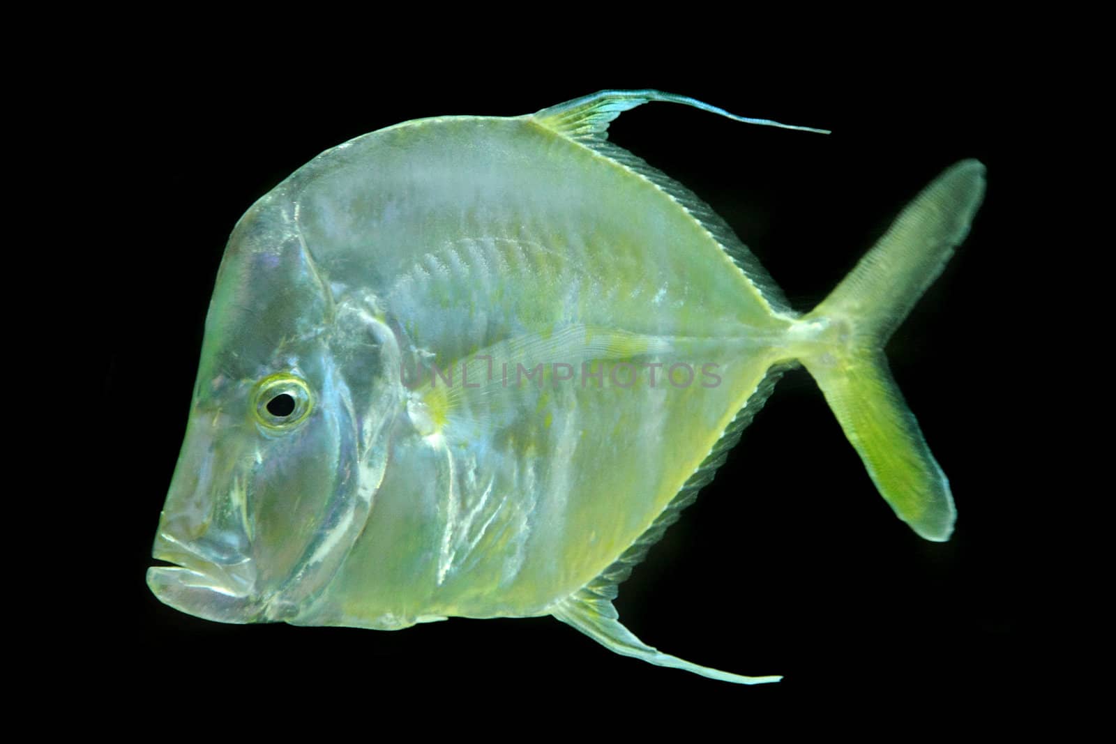 green color exotic fish  by jonnysek