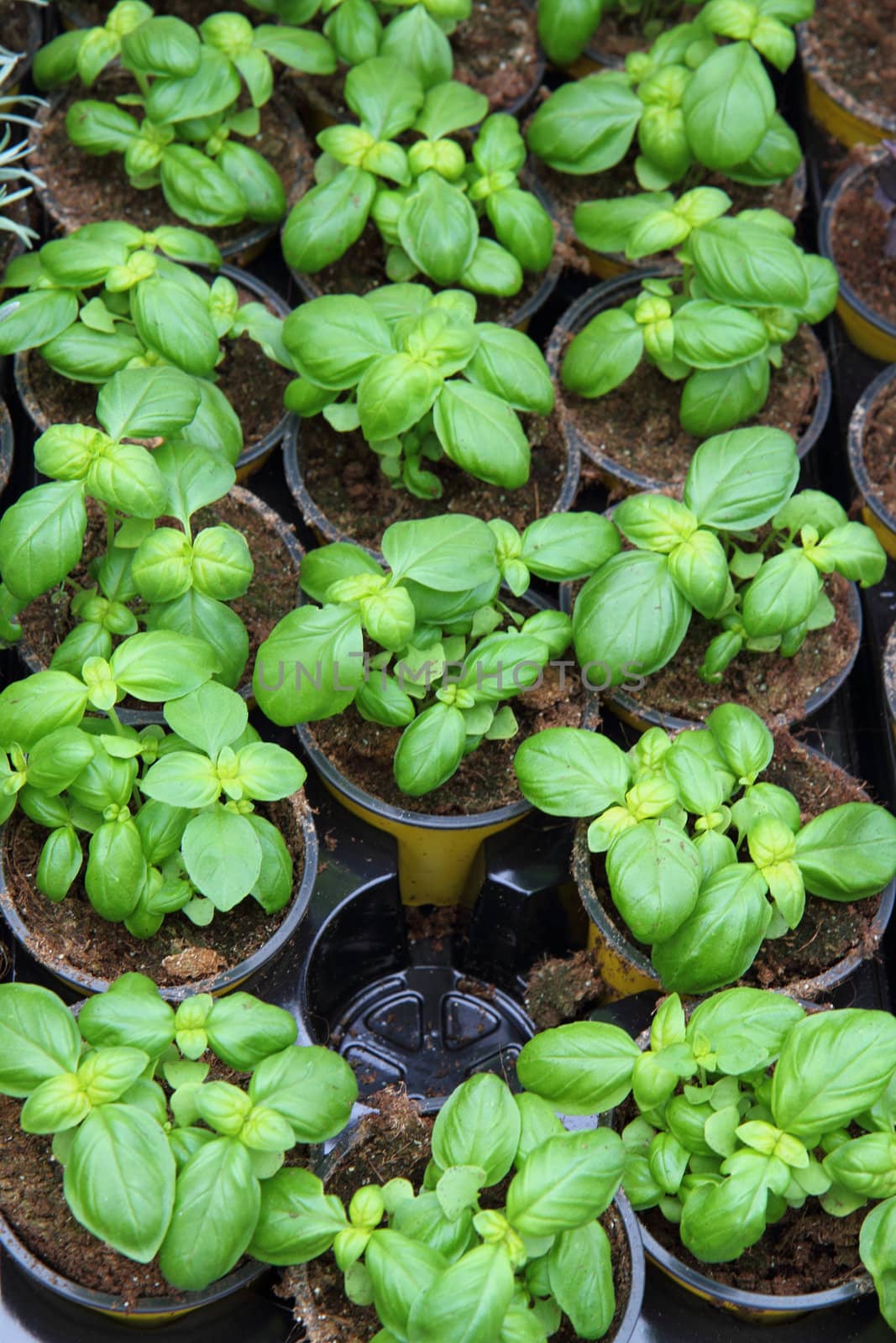 sweet small basil plants as nice agriculture background