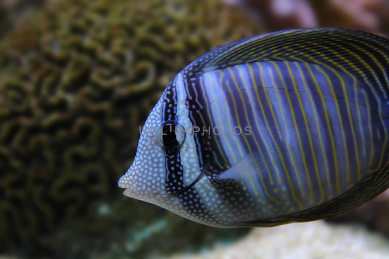 exotic sea fish  by jonnysek