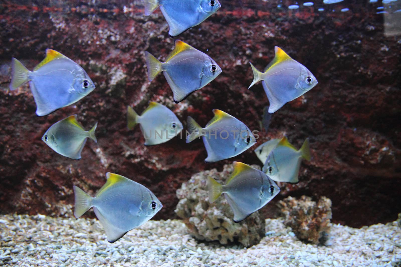 exotic sea fishes on the aquarium background
